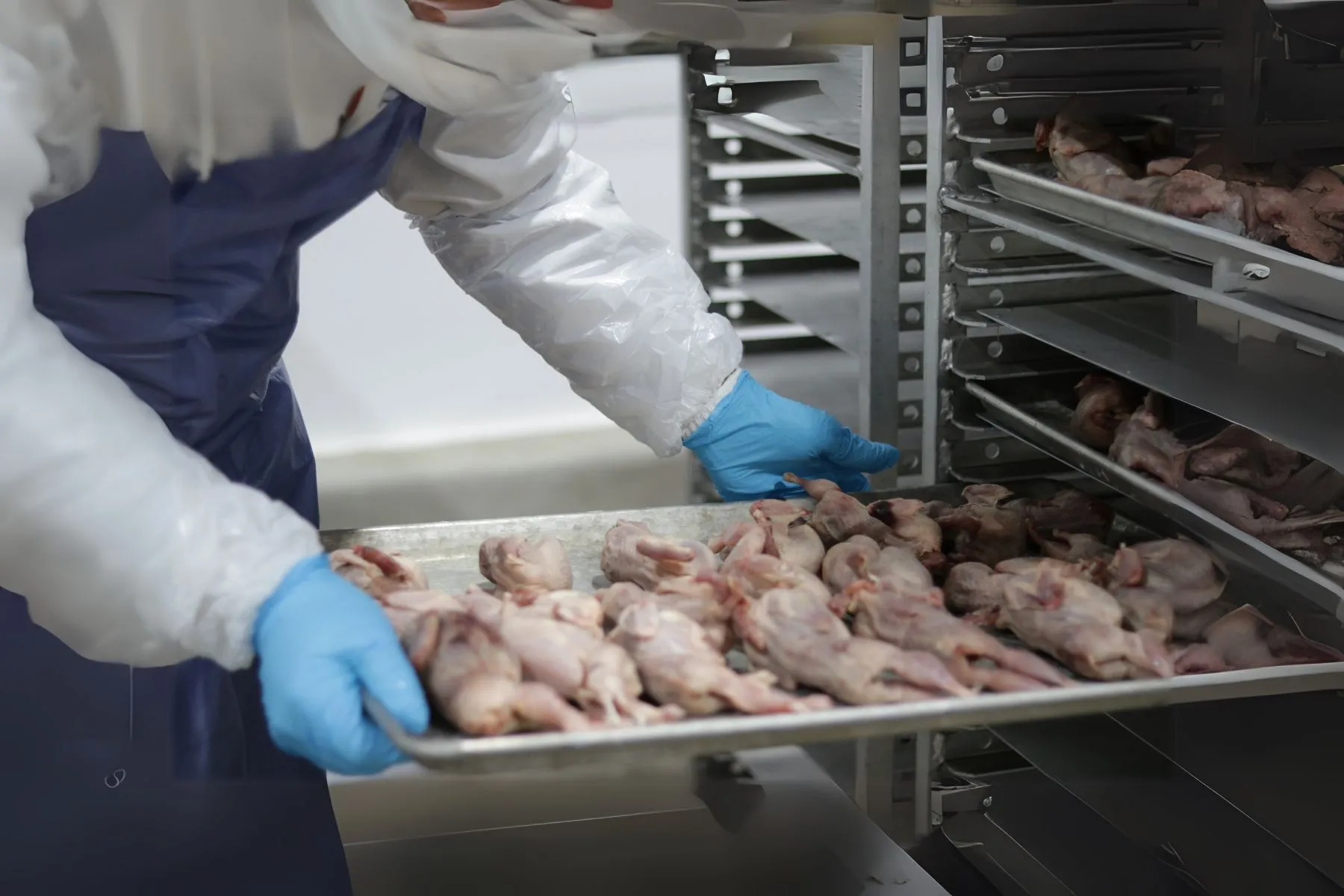 Worker in protective gear loading trays of raw quail into processing racks at Vital Essentials facility